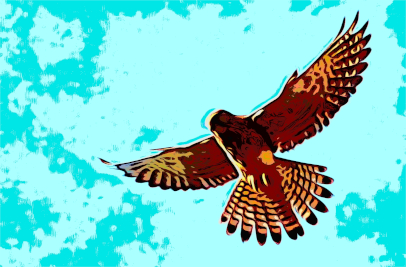 Bild von einem Adler